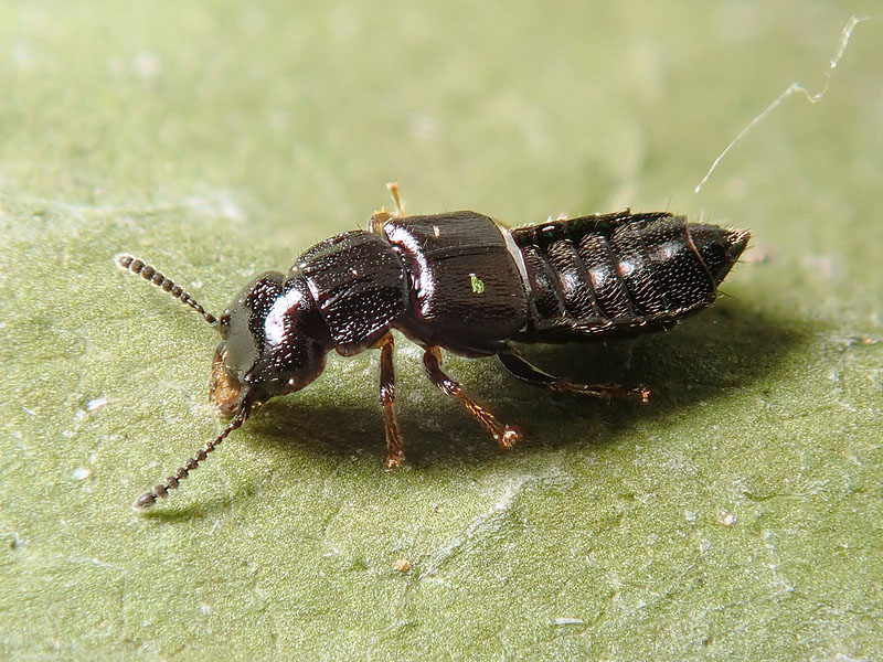 Staphylinidae da identifcare